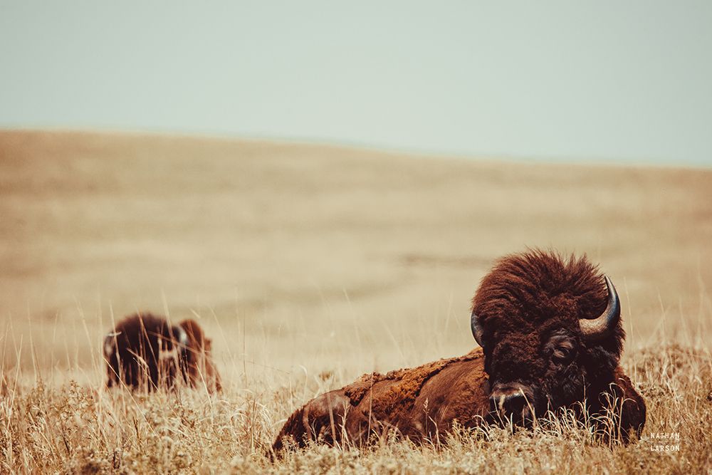 Tall Grass Bison art print by Nathan Larson for $57.95 CAD