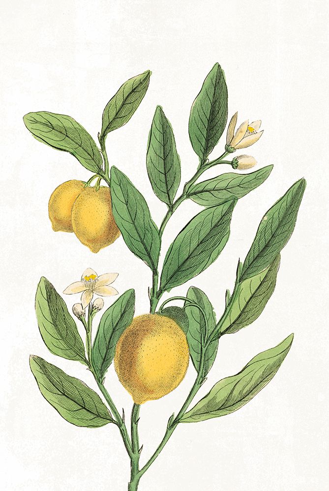 Classic Citrus V v2 No Words art print by Sue Schlabach for $57.95 CAD