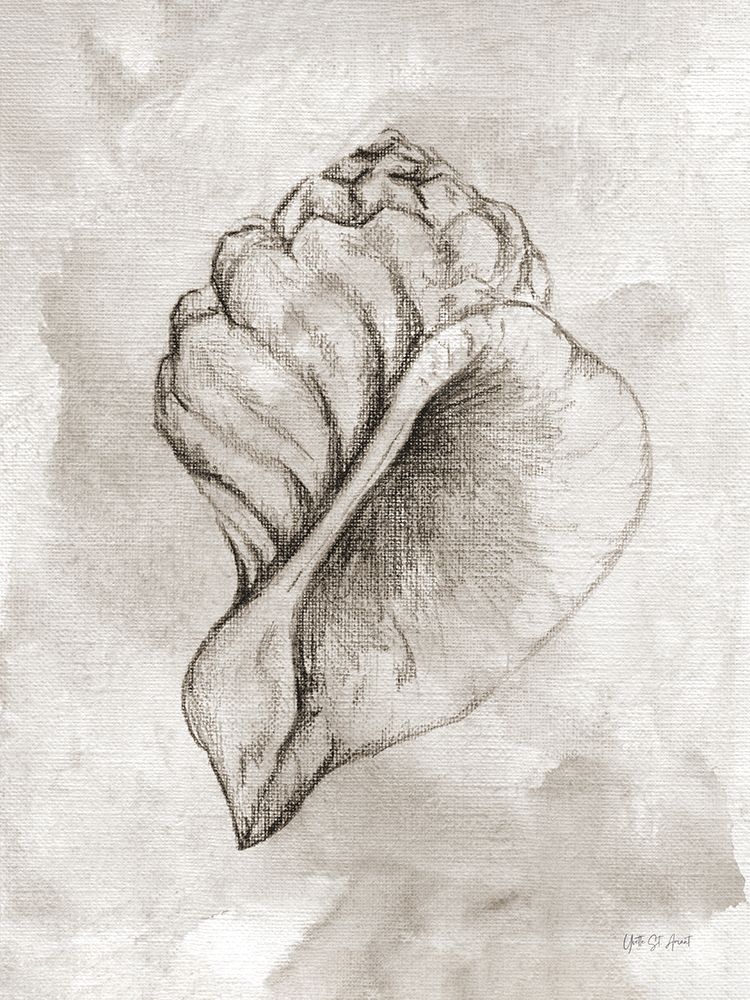 Lightning Whelk art print by Yvette St. Amant for $57.95 CAD