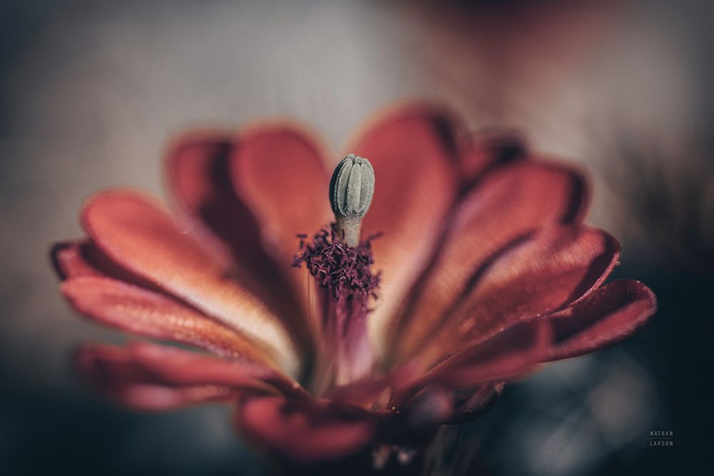 Elevation Bloom art print by Nathan Larson for $57.95 CAD