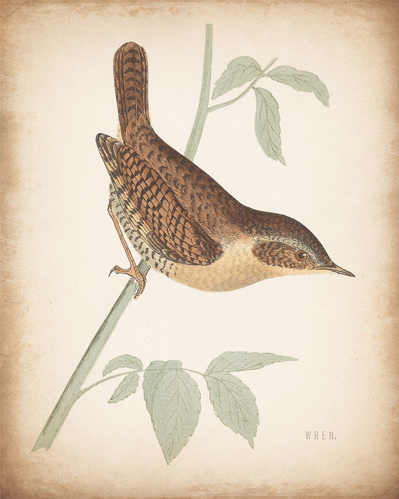 Engraved Birds I Aged art print by Wild Apple Portfolio for $57.95 CAD