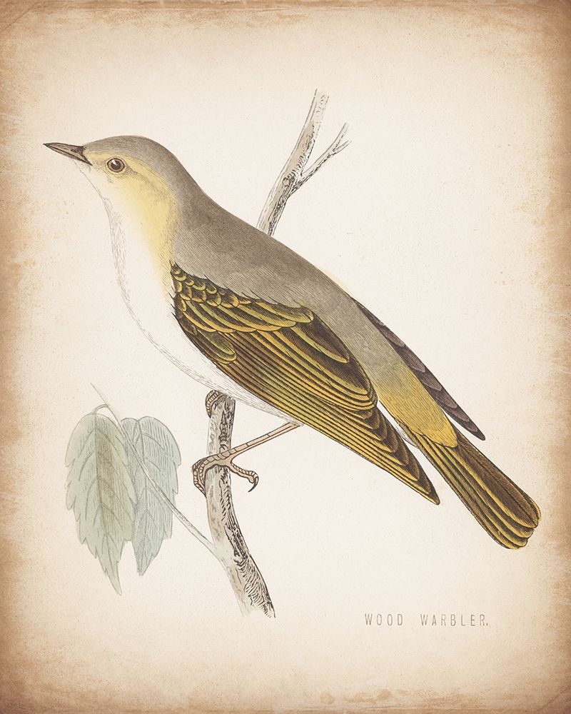 Engraved Birds III Aged art print by Wild Apple Portfolio for $57.95 CAD