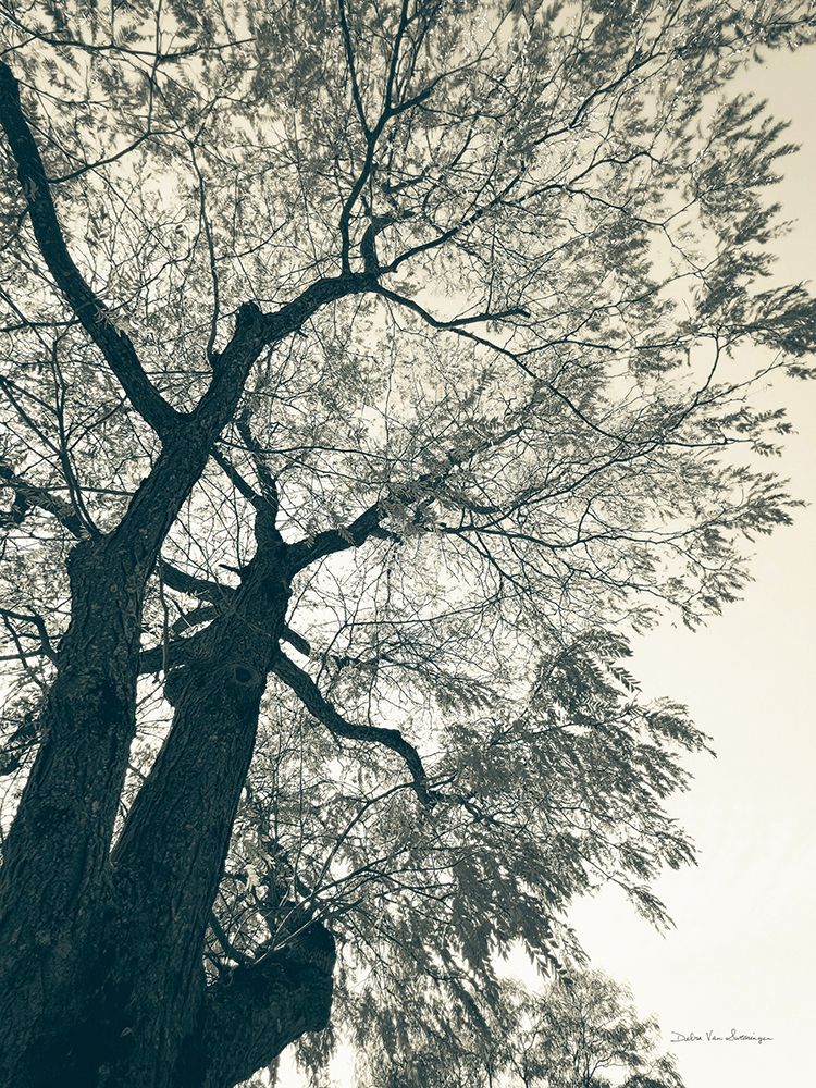 Branching Out I art print by Debra Van Swearingen for $57.95 CAD