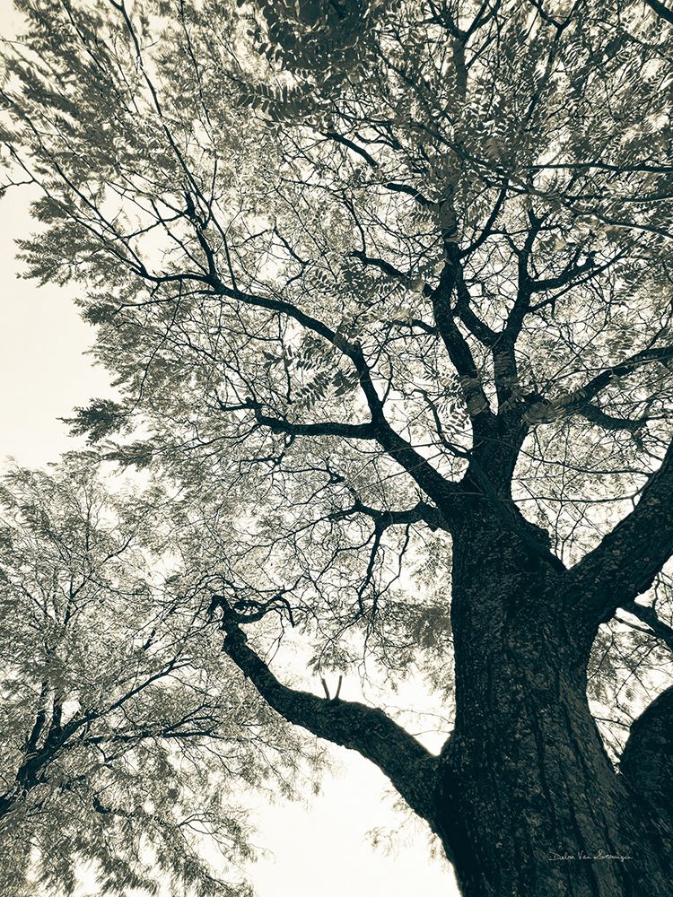 Branching Out II art print by Debra Van Swearingen for $57.95 CAD