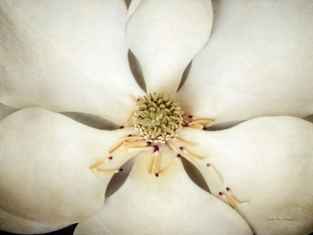 Magnolia Detail I art print by Debra Van Swearingen for $57.95 CAD