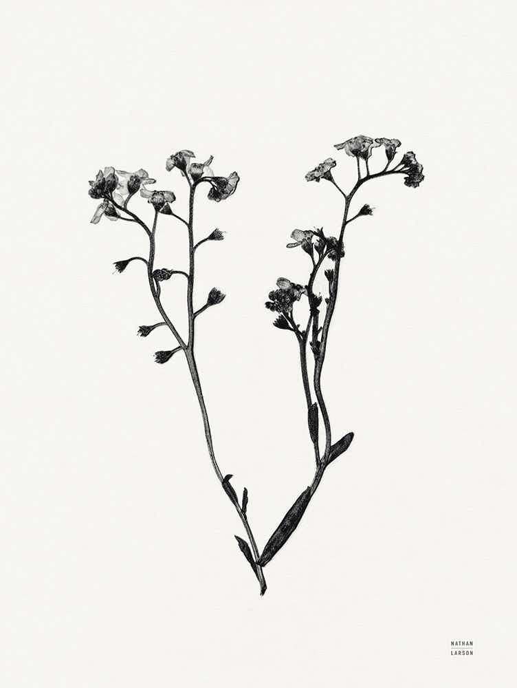 Field Journal Entry I art print by Nathan Larson for $57.95 CAD