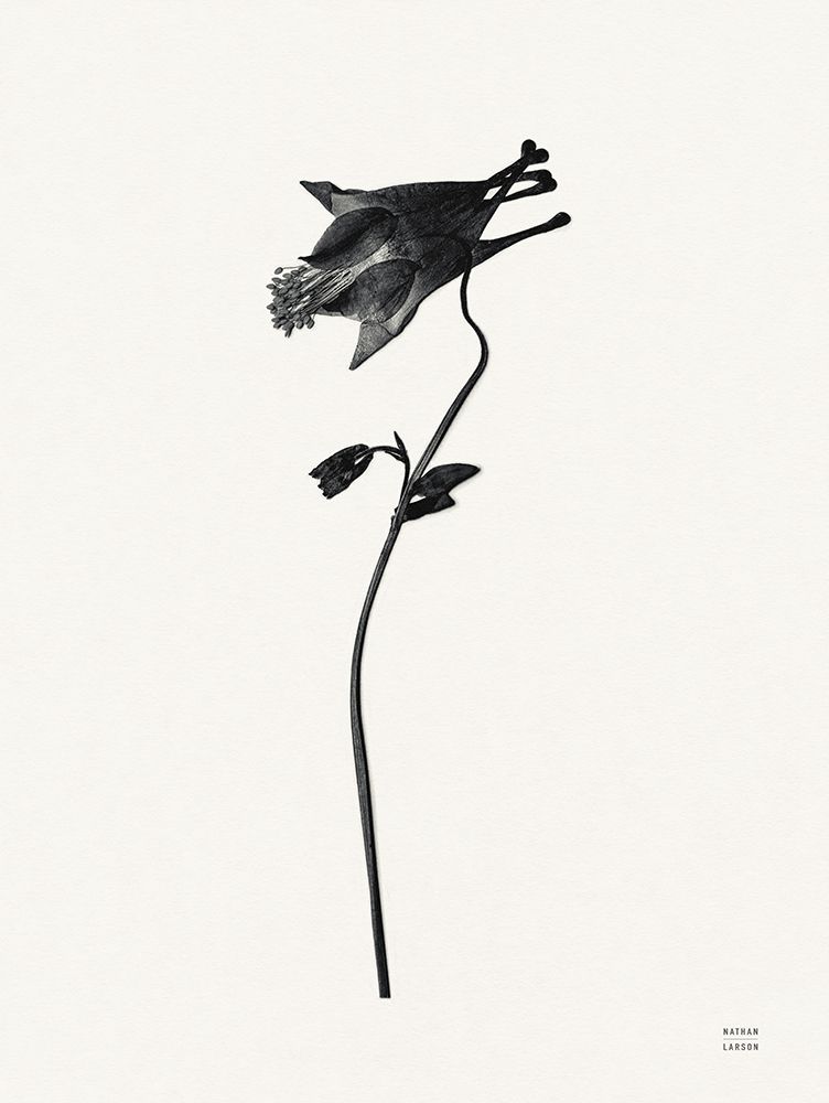 Field Journal Entry II art print by Nathan Larson for $57.95 CAD