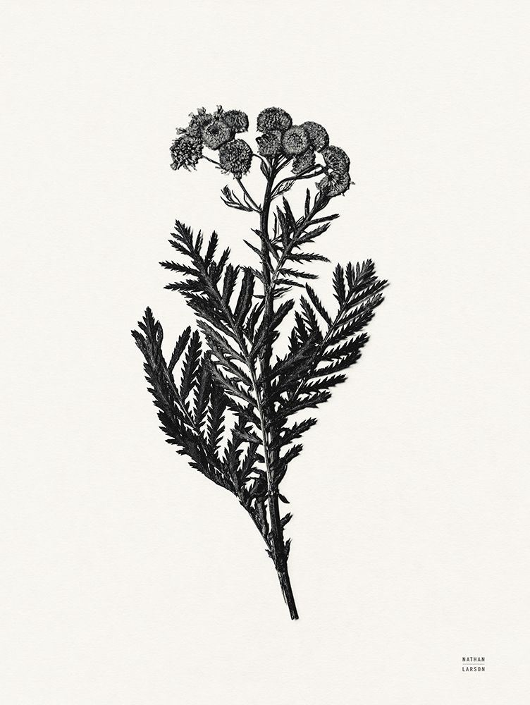 Field Journal Entry III art print by Nathan Larson for $57.95 CAD