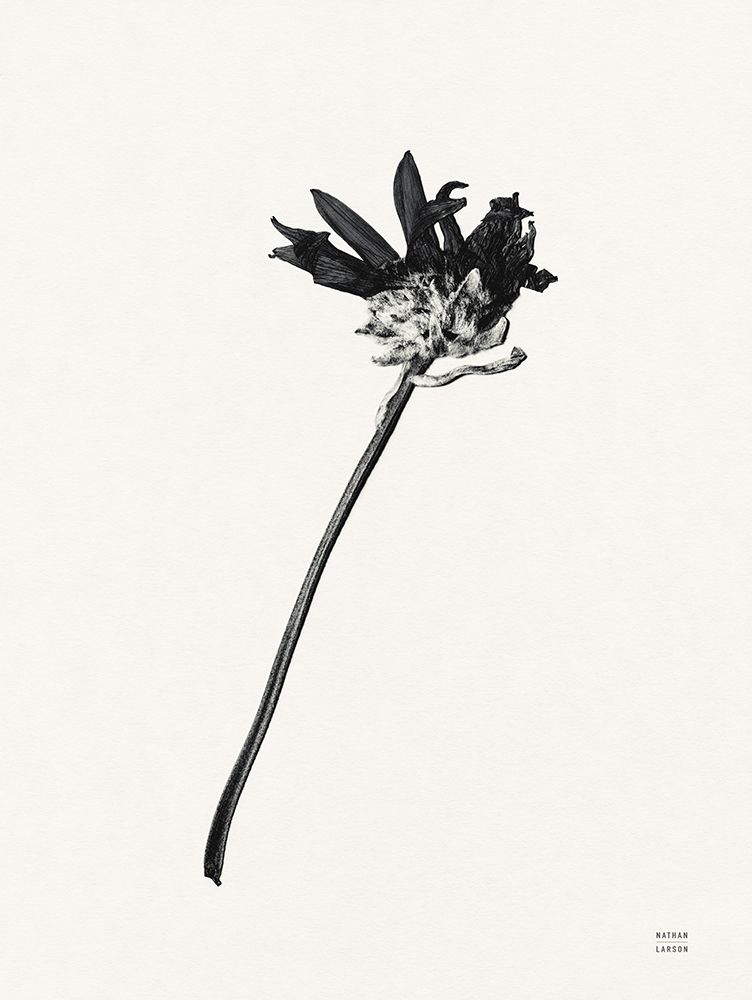 Field Journal Entry IV art print by Nathan Larson for $57.95 CAD