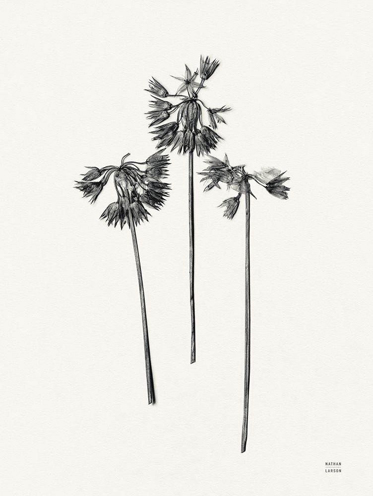 Field Journal Entry V art print by Nathan Larson for $57.95 CAD