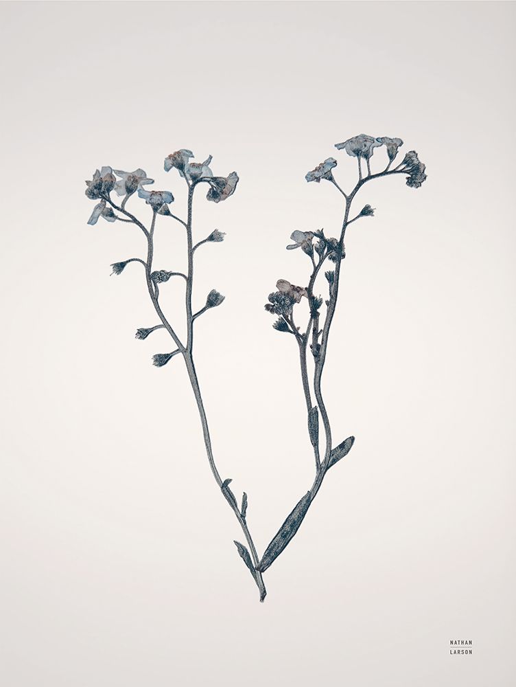Field Journal Entry I Color art print by Nathan Larson for $57.95 CAD