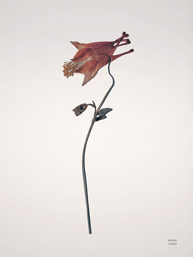 Field Journal Entry II Color art print by Nathan Larson for $57.95 CAD
