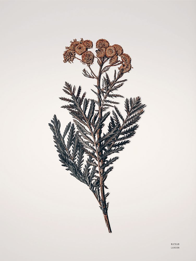 Field Journal Entry III Color art print by Nathan Larson for $57.95 CAD