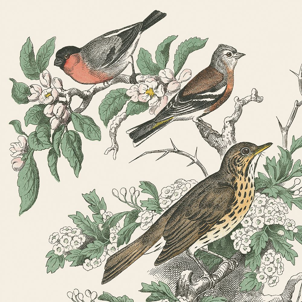 Honeybloom Bird IV art print by Wild Apple Portfolio for $57.95 CAD