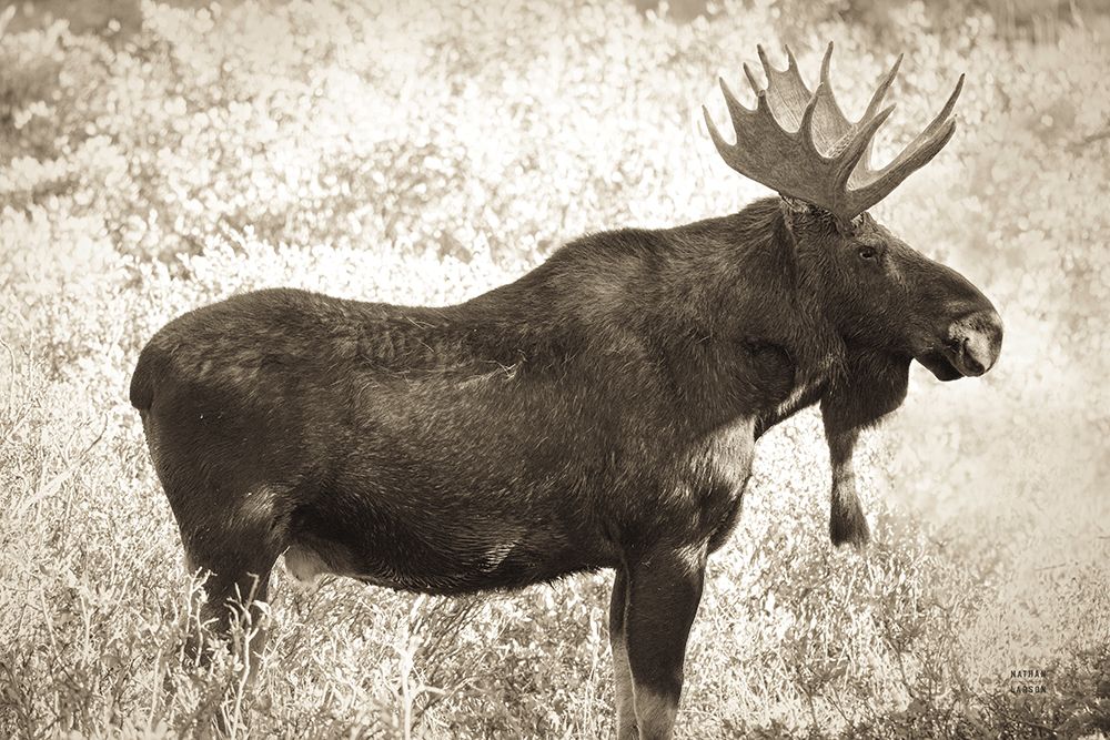 Medicine Bow Moose II art print by Nathan Larson for $57.95 CAD
