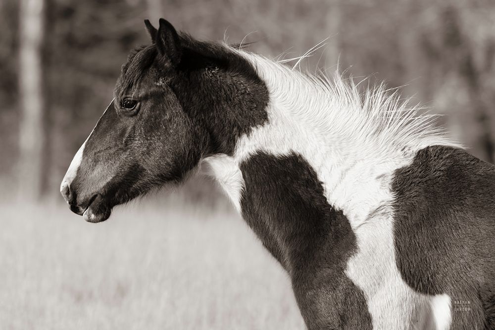 Horse Profile Sepia art print by Nathan Larson for $57.95 CAD