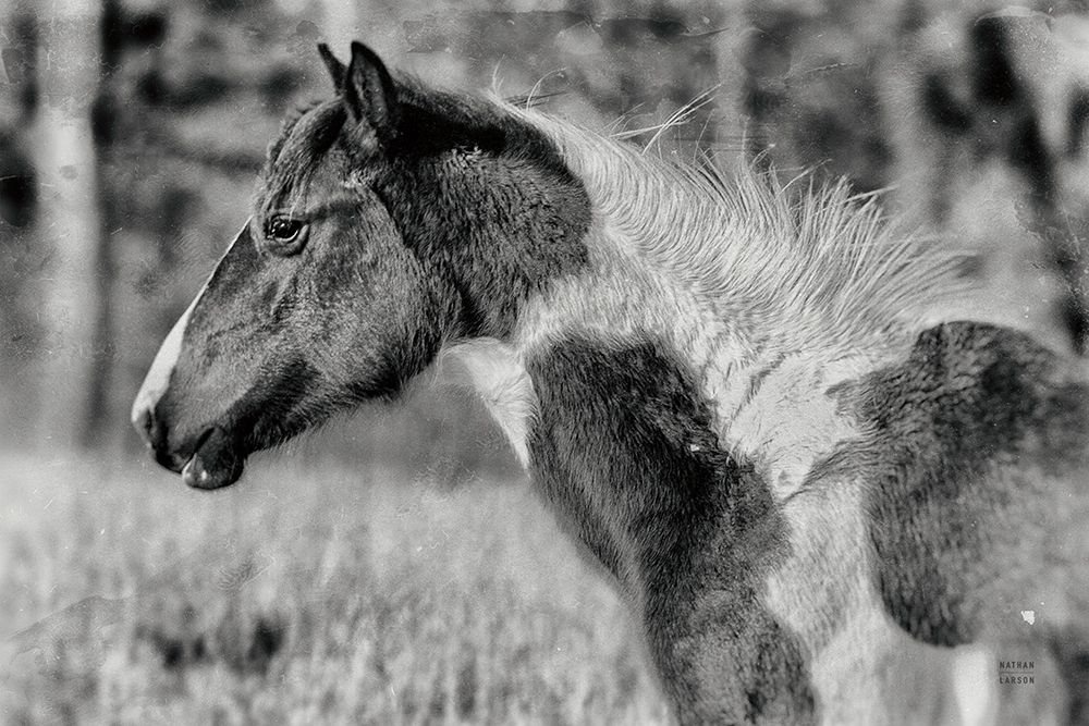 Horse Profile BW art print by Nathan Larson for $57.95 CAD