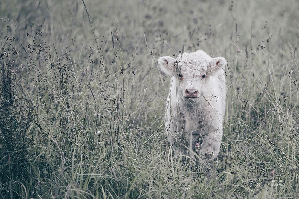 Meadow Calf art print by Nathan Larson for $57.95 CAD