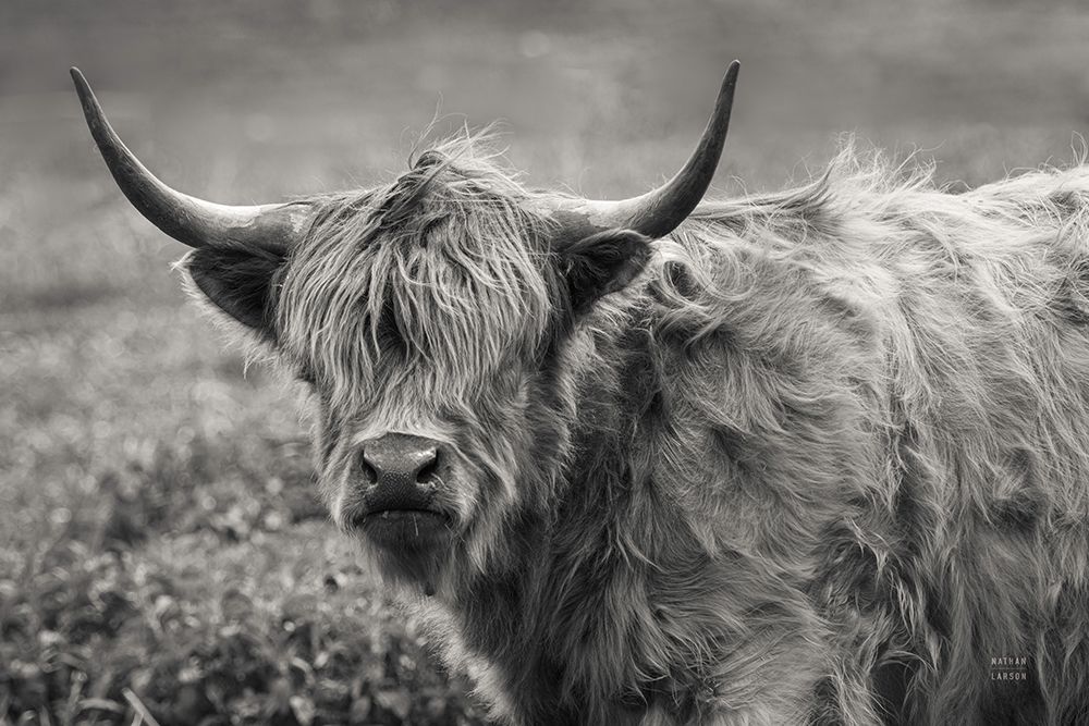 Highland Cow Spring Grazing art print by Nathan Larson for $57.95 CAD