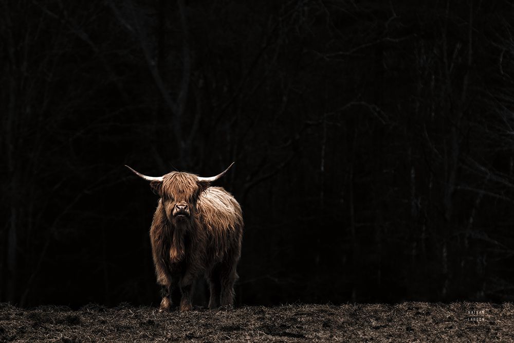 Highland Cow King of the Hill art print by Nathan Larson for $57.95 CAD