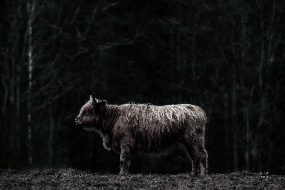 Hill Top Highland BW art print by Nathan Larson for $57.95 CAD
