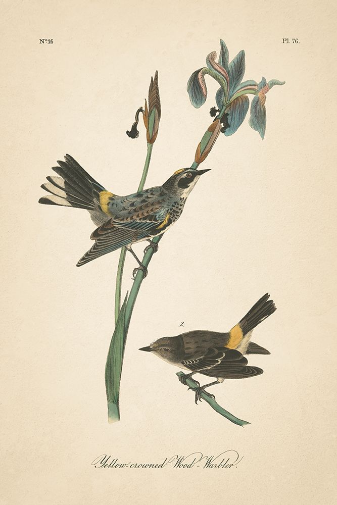Vintage Warbler I art print by Wild Apple Portfolio for $57.95 CAD