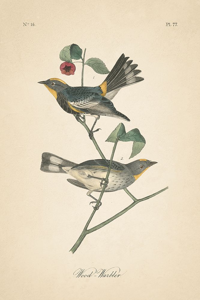 Vintage Warbler II art print by Wild Apple Portfolio for $57.95 CAD