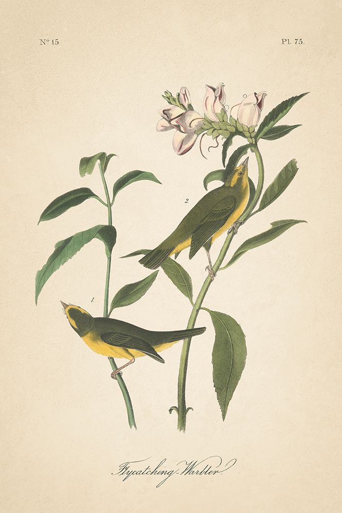 Vintage Warbler III art print by Wild Apple Portfolio for $57.95 CAD