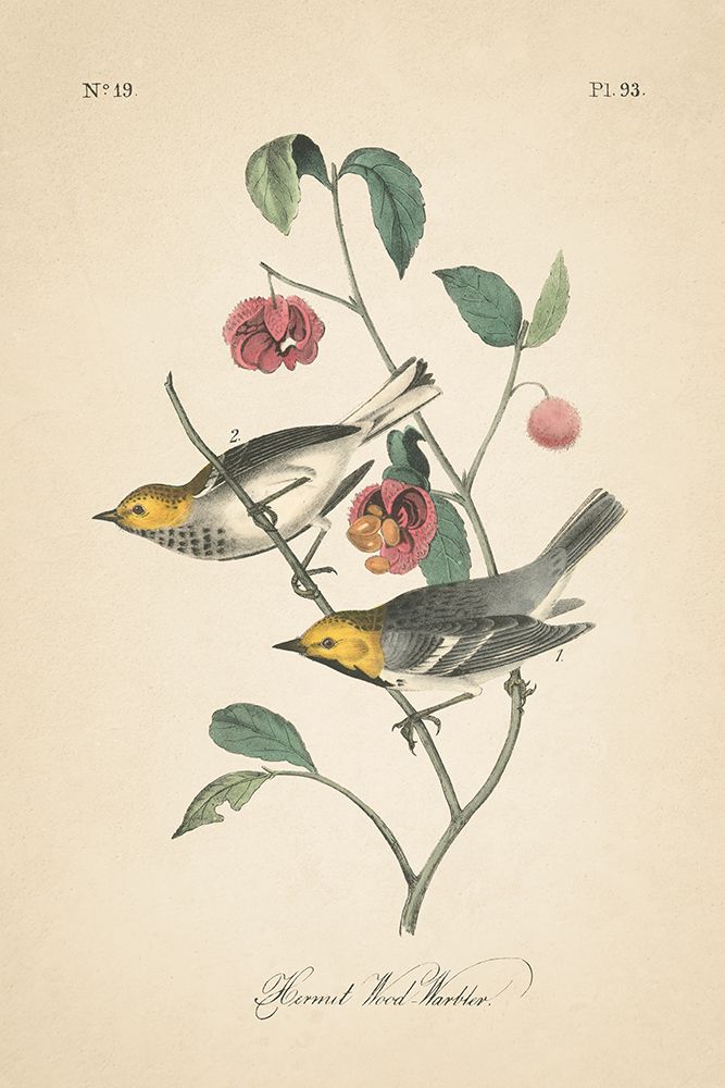 Vintage Warbler IV art print by Wild Apple Portfolio for $57.95 CAD