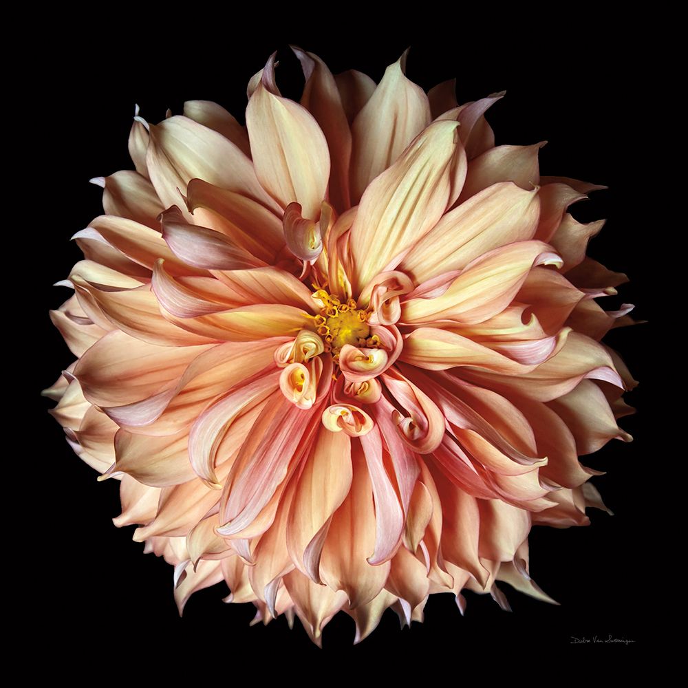 Dahlia II art print by Debra Van Swearingen for $57.95 CAD