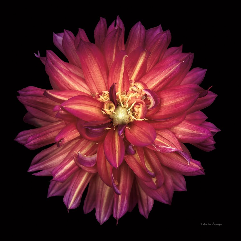 Dahlia III art print by Debra Van Swearingen for $57.95 CAD