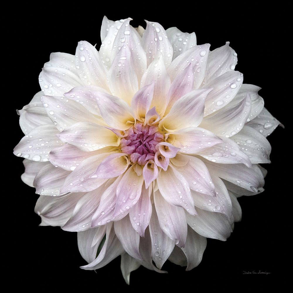 Dahlia IV art print by Debra Van Swearingen for $57.95 CAD