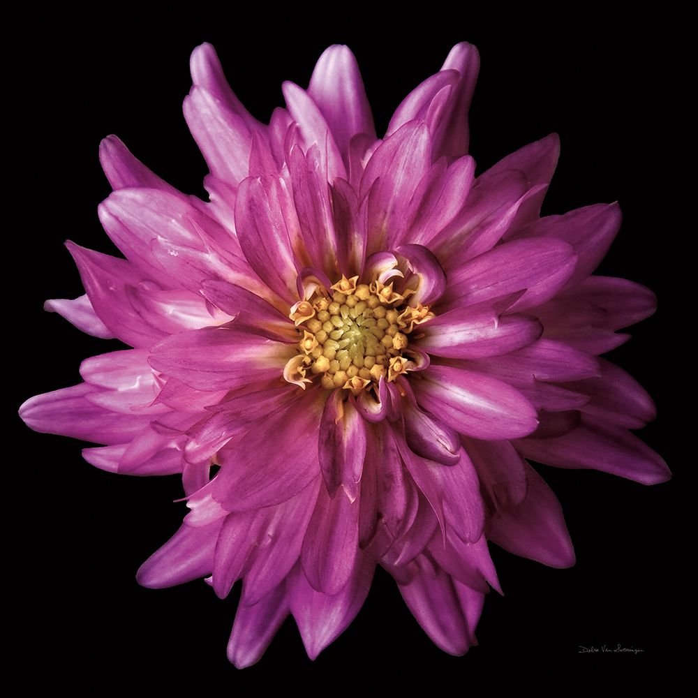 Dahlia V art print by Debra Van Swearingen for $57.95 CAD