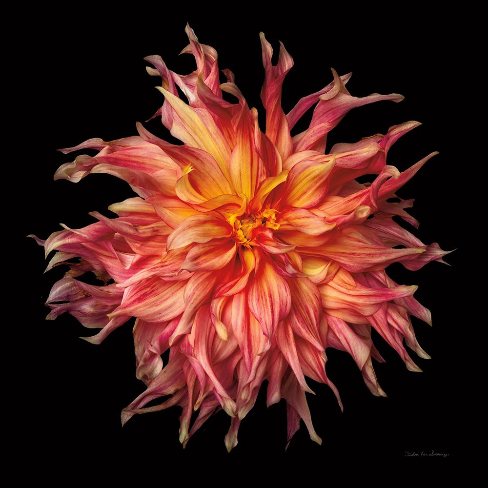 Dahlia VI art print by Debra Van Swearingen for $57.95 CAD