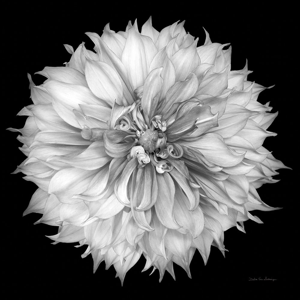 Dahlia I BW art print by Debra Van Swearingen for $57.95 CAD