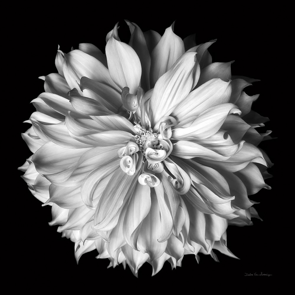 Dahlia II BW art print by Debra Van Swearingen for $57.95 CAD
