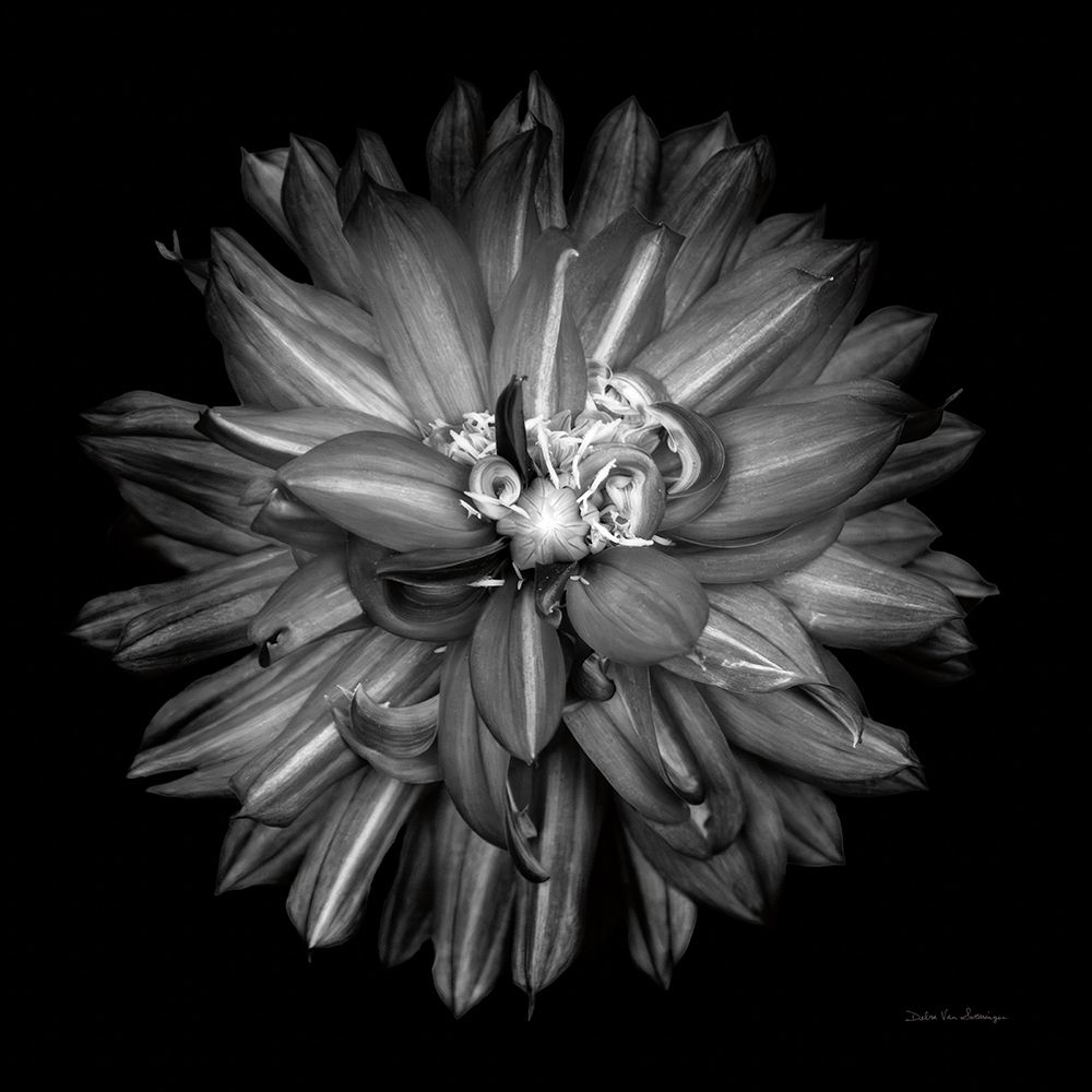 Dahlia III BW art print by Debra Van Swearingen for $57.95 CAD