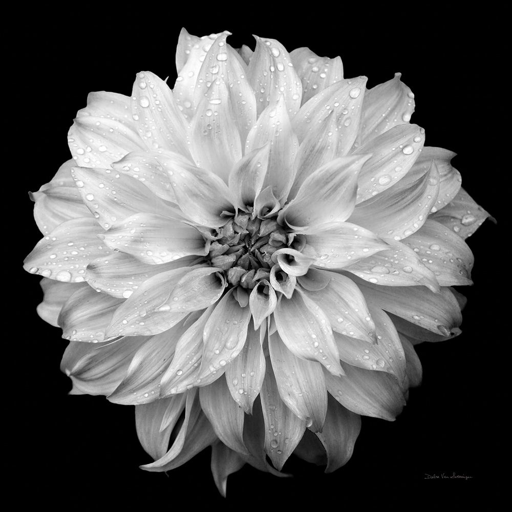 Dahlia IV BW art print by Debra Van Swearingen for $57.95 CAD