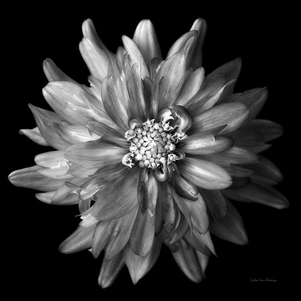 Dahlia V BW art print by Debra Van Swearingen for $57.95 CAD