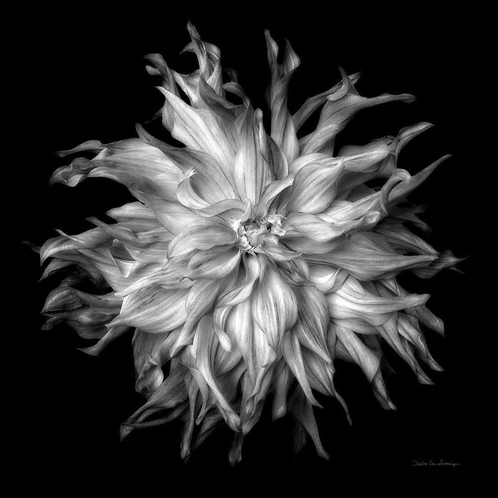 Dahlia VI BW art print by Debra Van Swearingen for $57.95 CAD