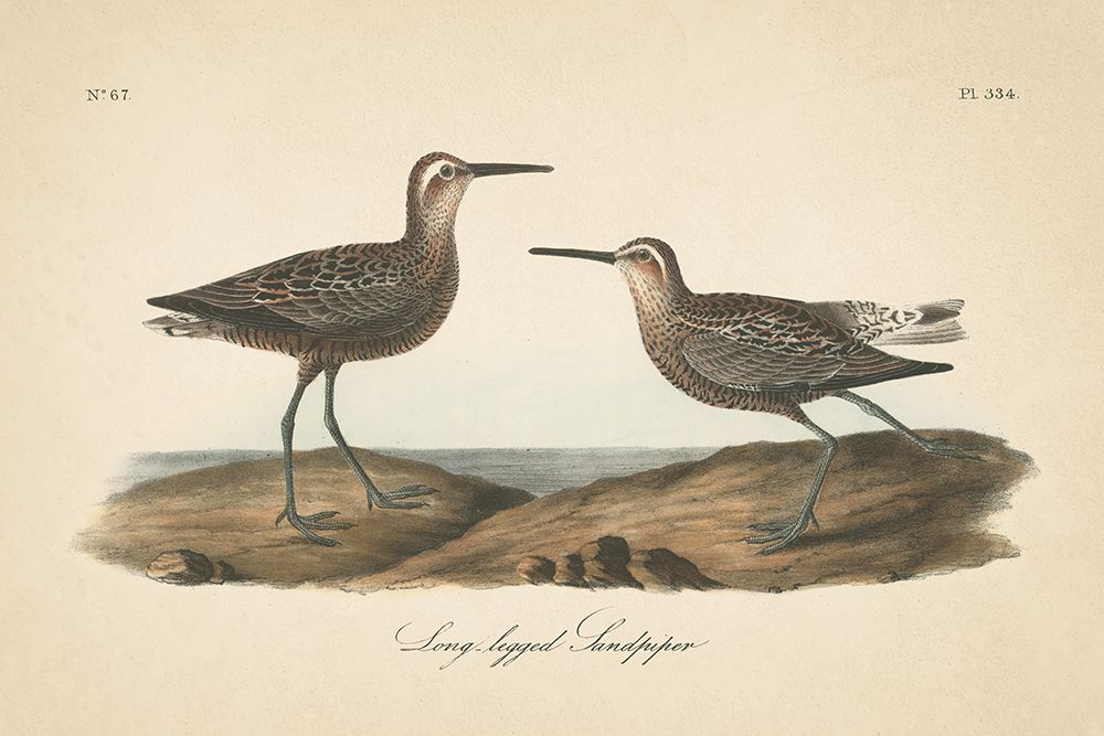 Long Legged Sandpiper art print by Wild Apple Portfolio for $57.95 CAD