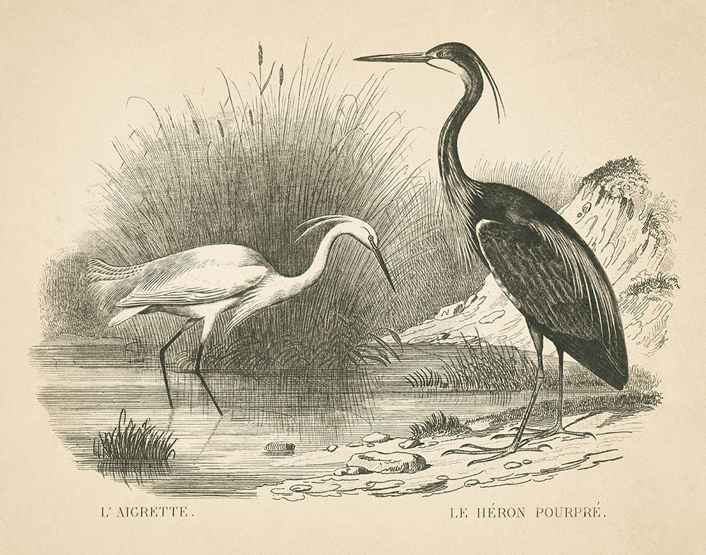 French Birds II Clean art print by Wild Apple Portfolio for $57.95 CAD