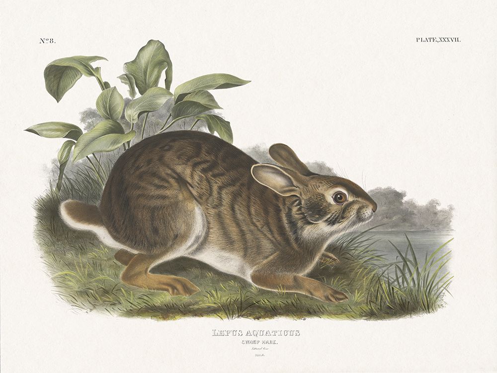 Cottage Hare I art print by Wild Apple Portfolio for $57.95 CAD