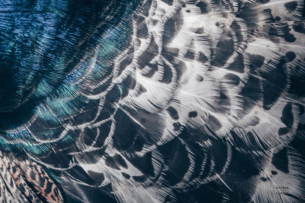 Peacock Study I Horizontal art print by Nathan Larson for $57.95 CAD