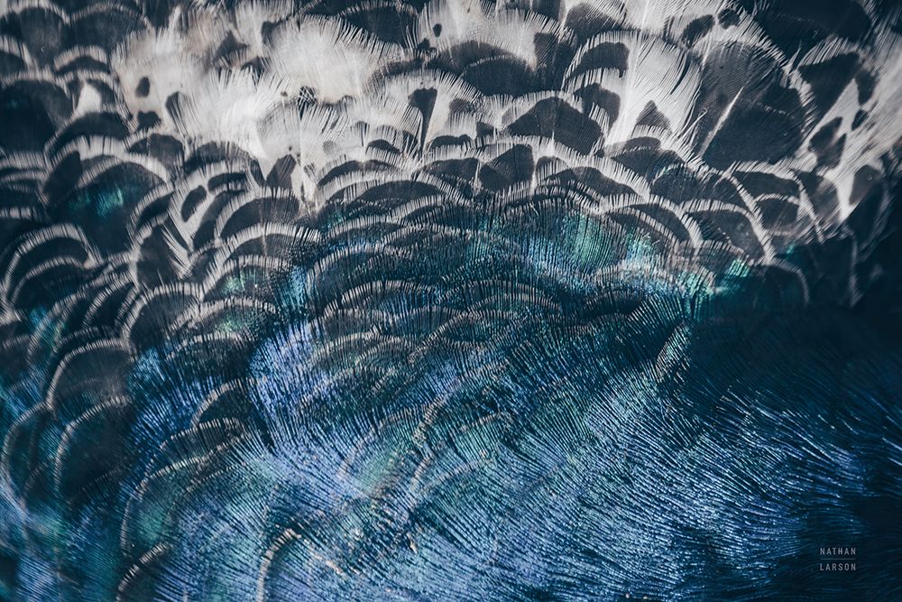 Peacock Study II Horizontal art print by Nathan Larson for $57.95 CAD