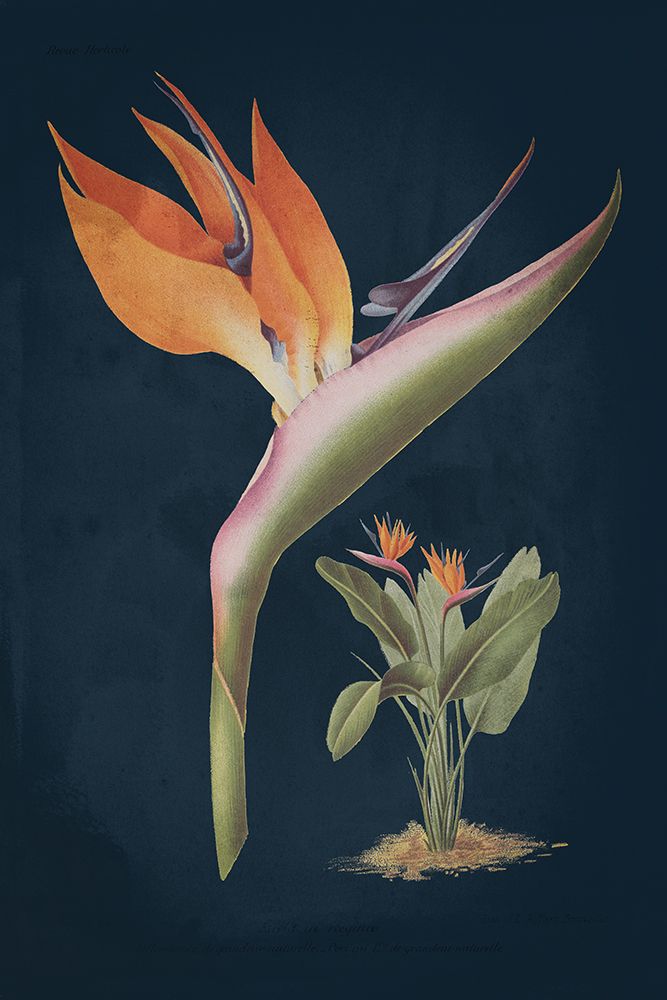 Stelitzia Reginoe Dark Blue No Words art print by Wild Apple Portfolio for $57.95 CAD