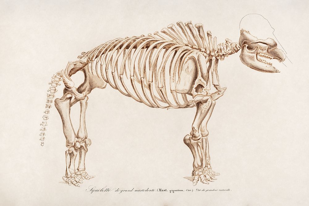 Mammoth Illustrated art print by Wild Apple Portfolio for $57.95 CAD