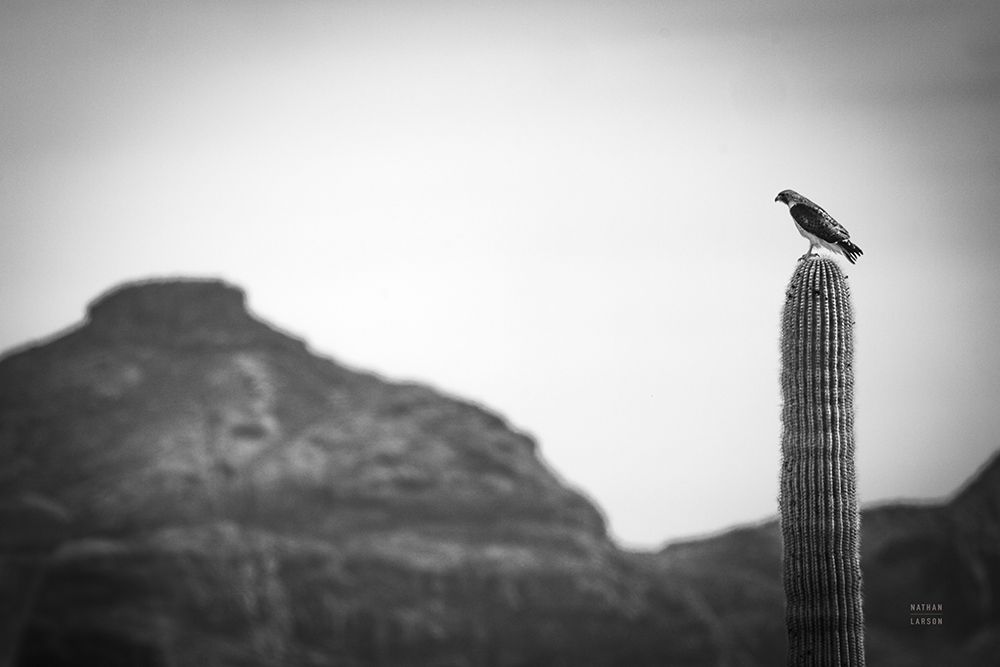 Desert Hunter art print by Nathan Larson for $57.95 CAD