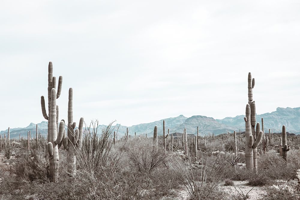 Sonoran Wonderland art print by Nathan Larson for $57.95 CAD
