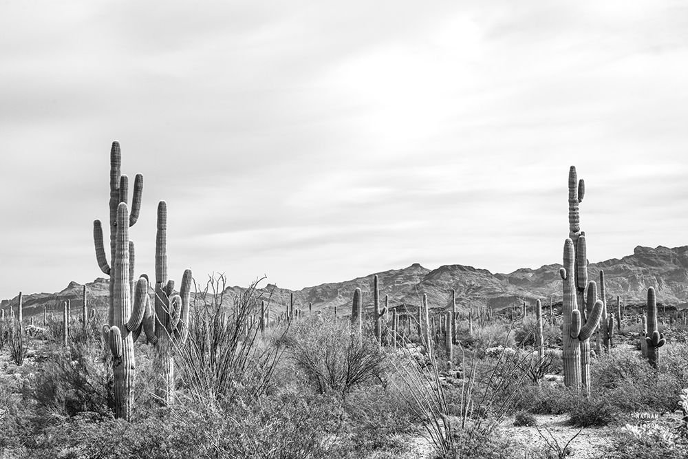 Sonoran Wonderland BW art print by Nathan Larson for $57.95 CAD